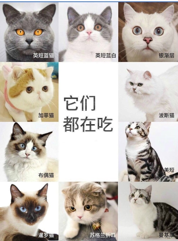 캣푸드 1.5kg 펫푸드 캣푸드 캣푸드 인 캣 새끼 고양이 American Short Short Blue Cat General - imaget 8